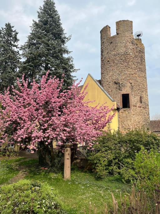 La Jolie Maison Bleue, Au Coeur De L'Alsace Kaysersberg-Vignoble Eksteriør bilde